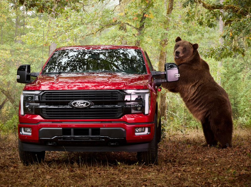 Urso testa a segurança de pick-up da Ford